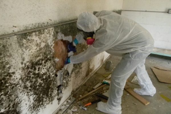 mold mold
